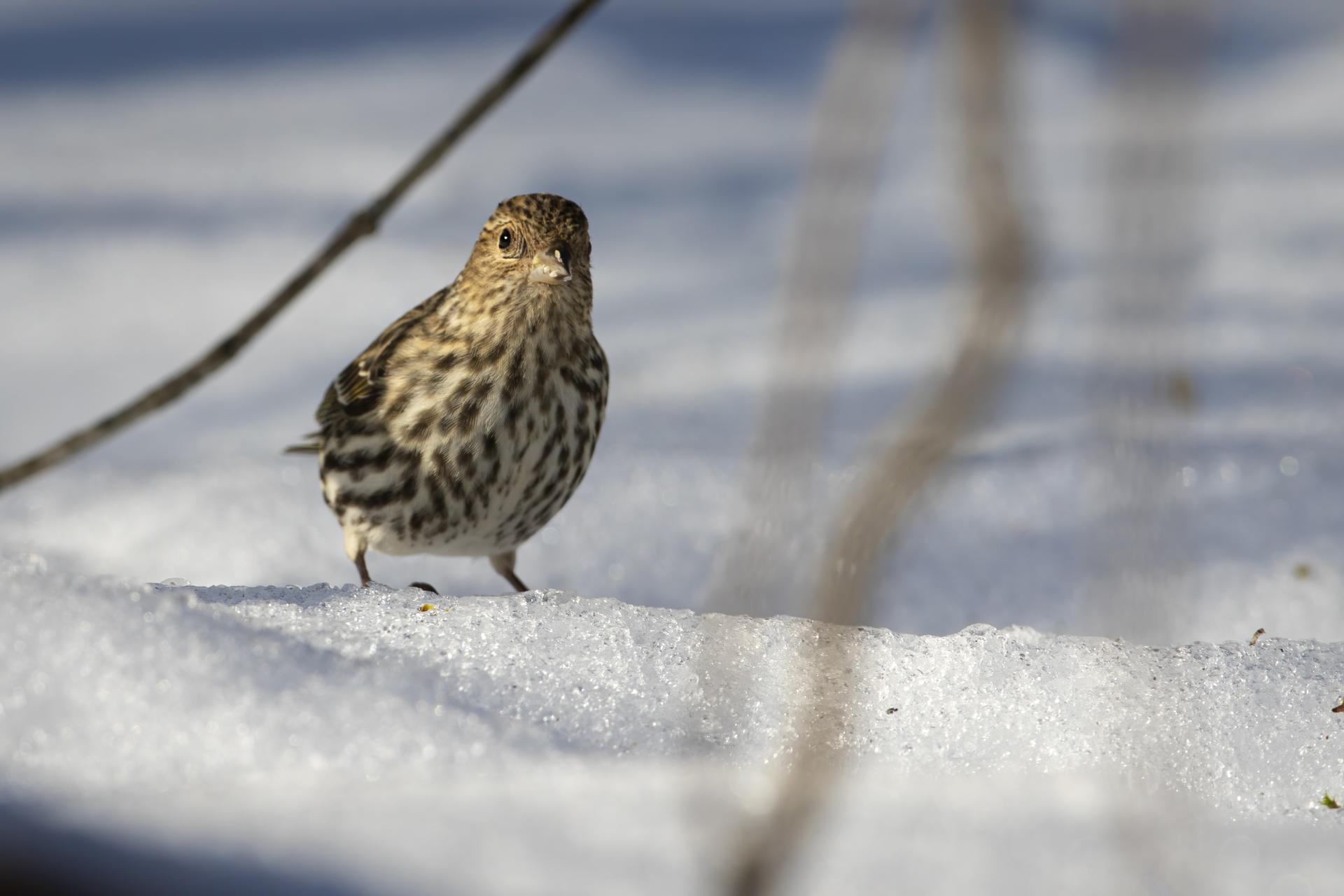 tarin-des-pins-pine siskin